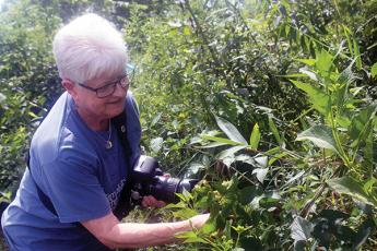 Press photos/Barbara McRae - Rita St. Clair, secretary of the FROG board, examines hops found growing on the Greenway. They were probably cultivated by Timoxena Siler Sloan, who farmed this land in the 19th Century.
